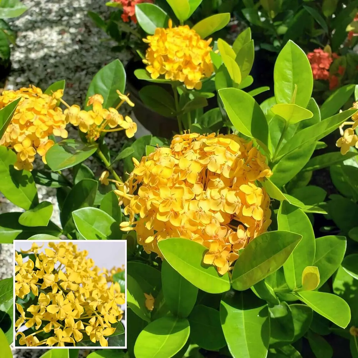 Yellow Colour Ixora Rukmini Rangan Flower Shrubs