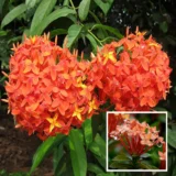 Ixora Dwarf (Orange)