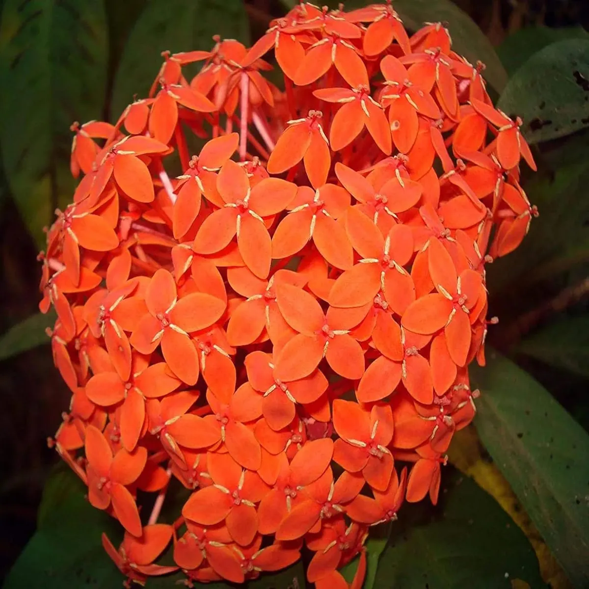 Ixora Dwarf (Orange) Fresh Organic Flower Plant - Image 3