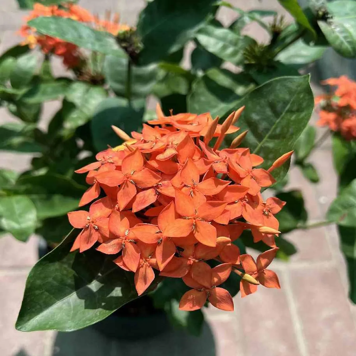 Ixora Dwarf (Orange) Fresh Organic Flower Plant - Image 2