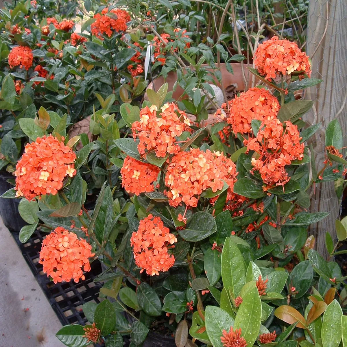 Ixora Dwarf (Orange) Fresh Organic Flower Plant - Image 5