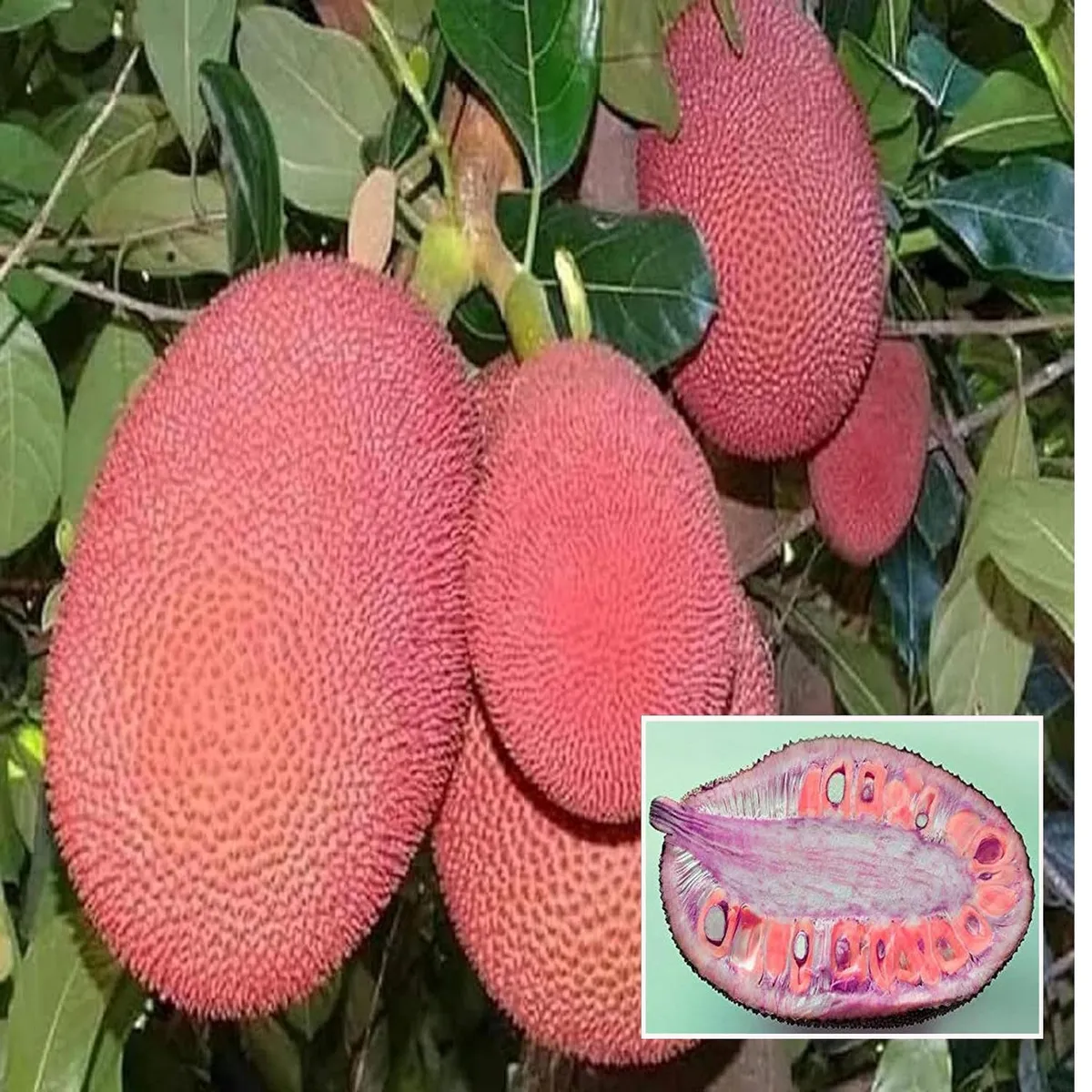 Thai Pink All Season Jackfruit Plant