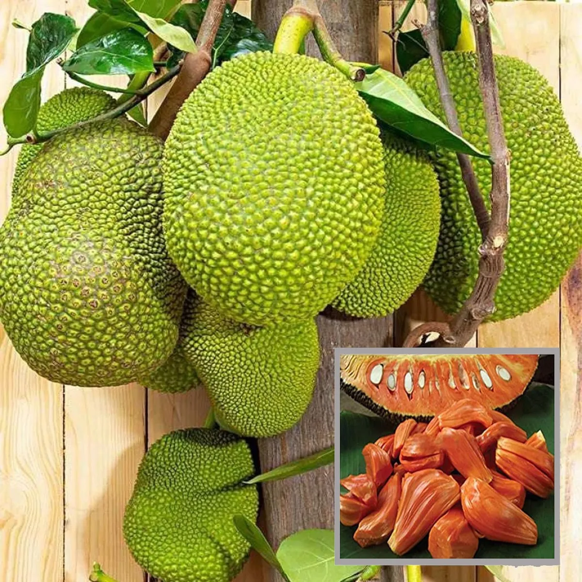 Red Sindoor Jackfruit Plant