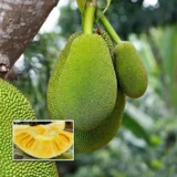 Seedless Gumless Jackfruit Plant