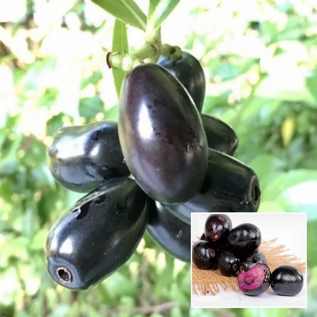 Thai Black Jamun (Jambolan Jam)