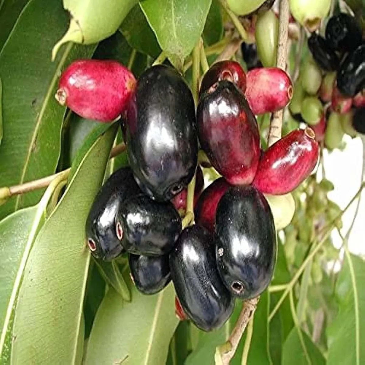Thai Black Jamun (Jambolan Jam) - Image 3