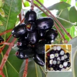 Seedless Black Jamun Plant – Jambolan Jam