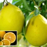 Nimbu Big Size Ball Pati Lemon
