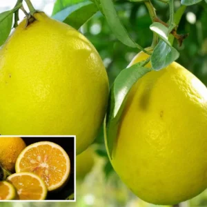 Nimbu Big Size Ball Pati Lemon
