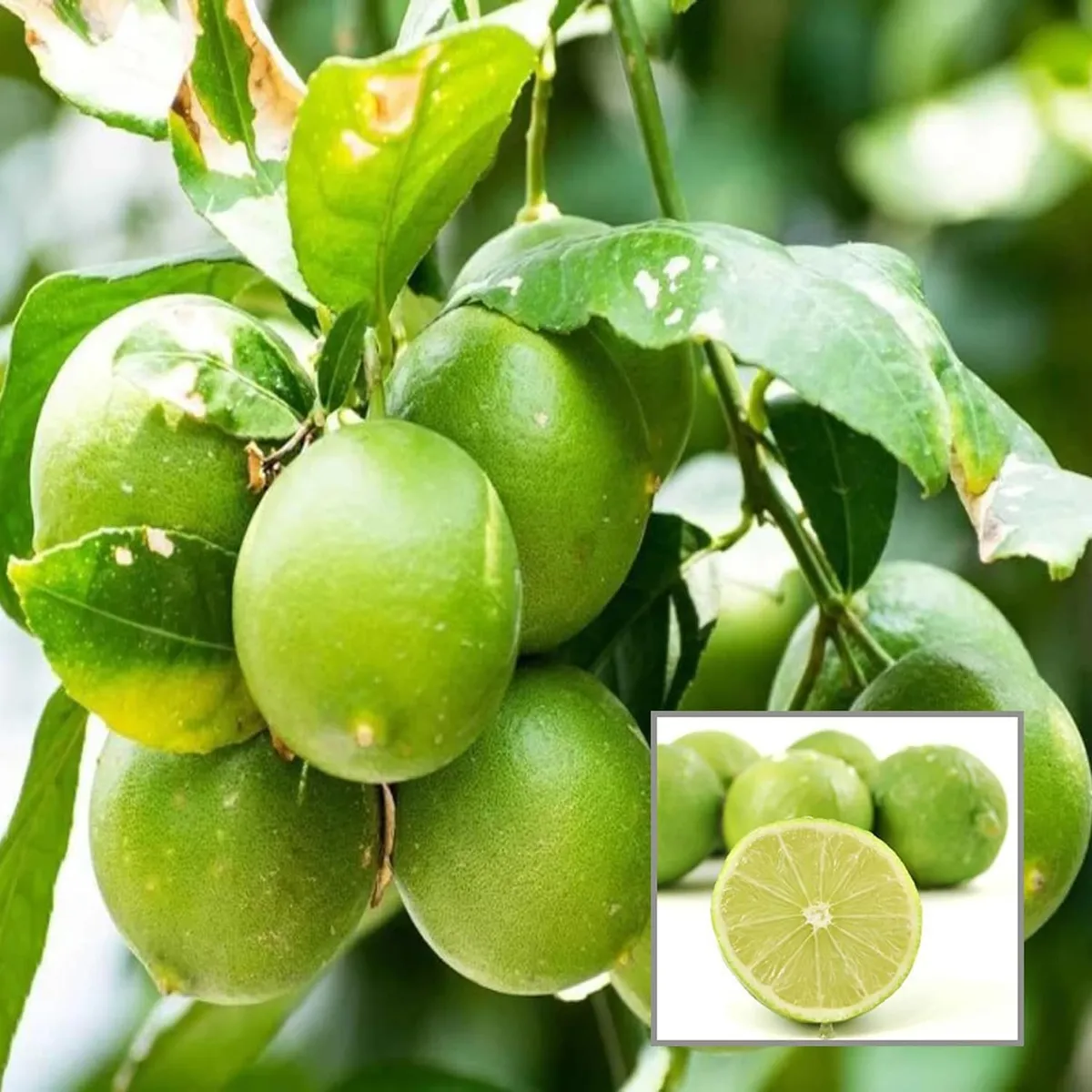 Nimbu Plant – Lemon Tree