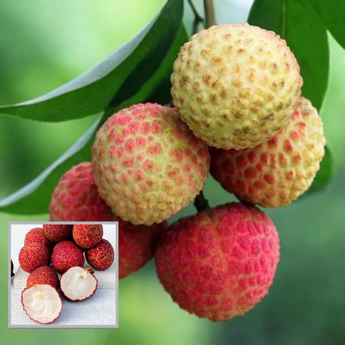 Early Seedless Litchi – Fruit Plant
