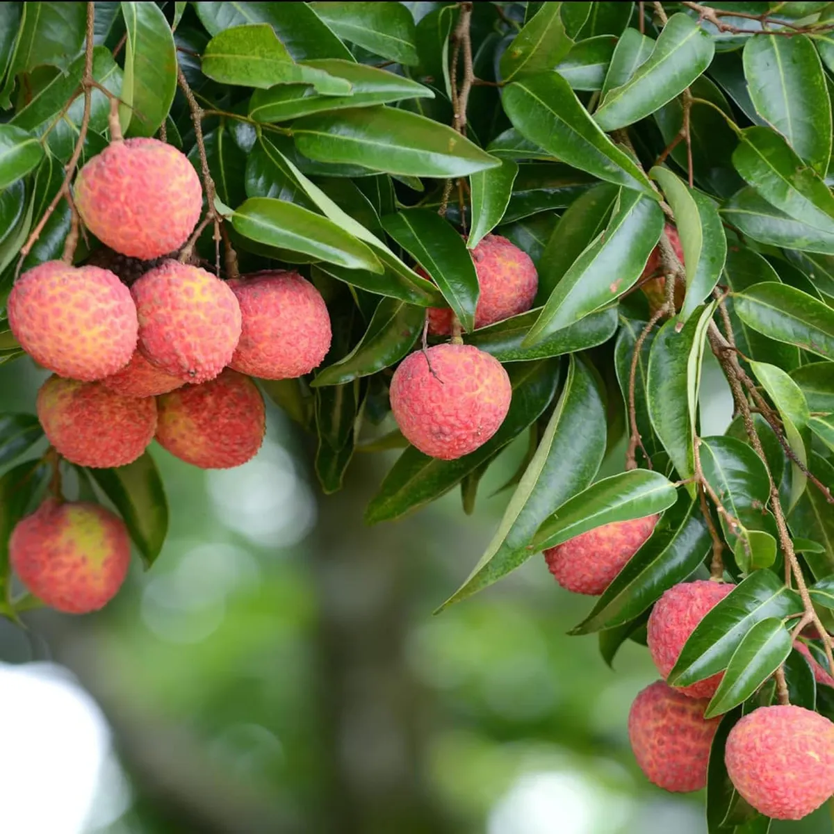Early Seedless Litchi – Fruit Plant - Image 3