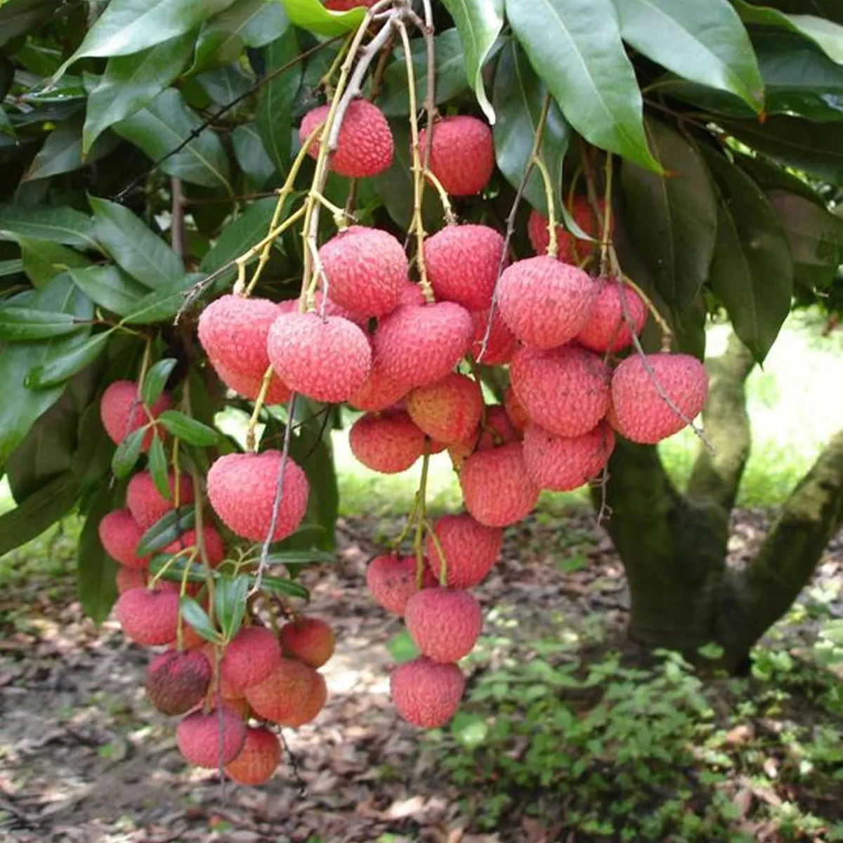 Early Seedless Litchi – Fruit Plant - Image 4