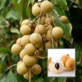 Diamond River Dragon Eye Longan – Fruit Plant