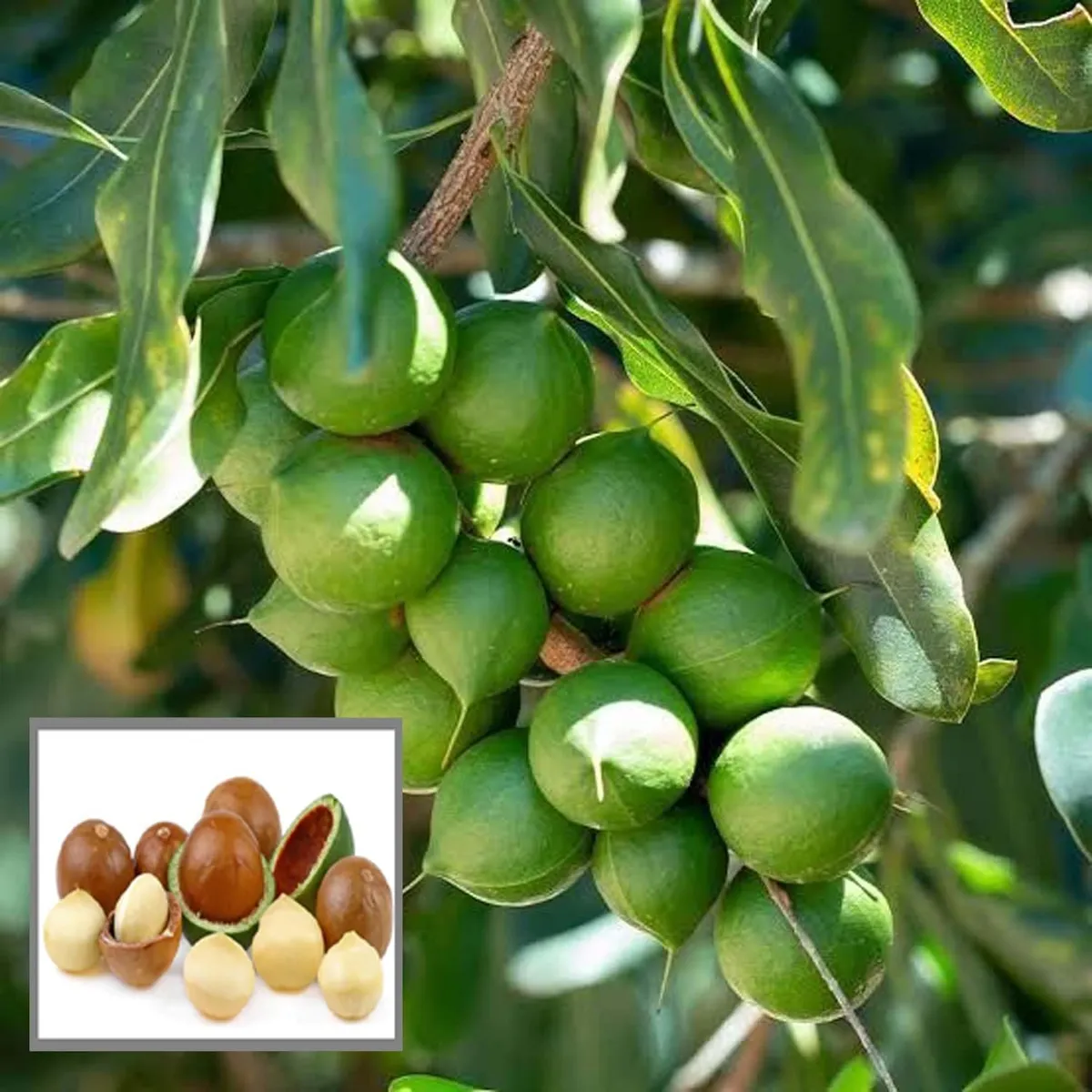 Macadamia Nut Fruit Plant