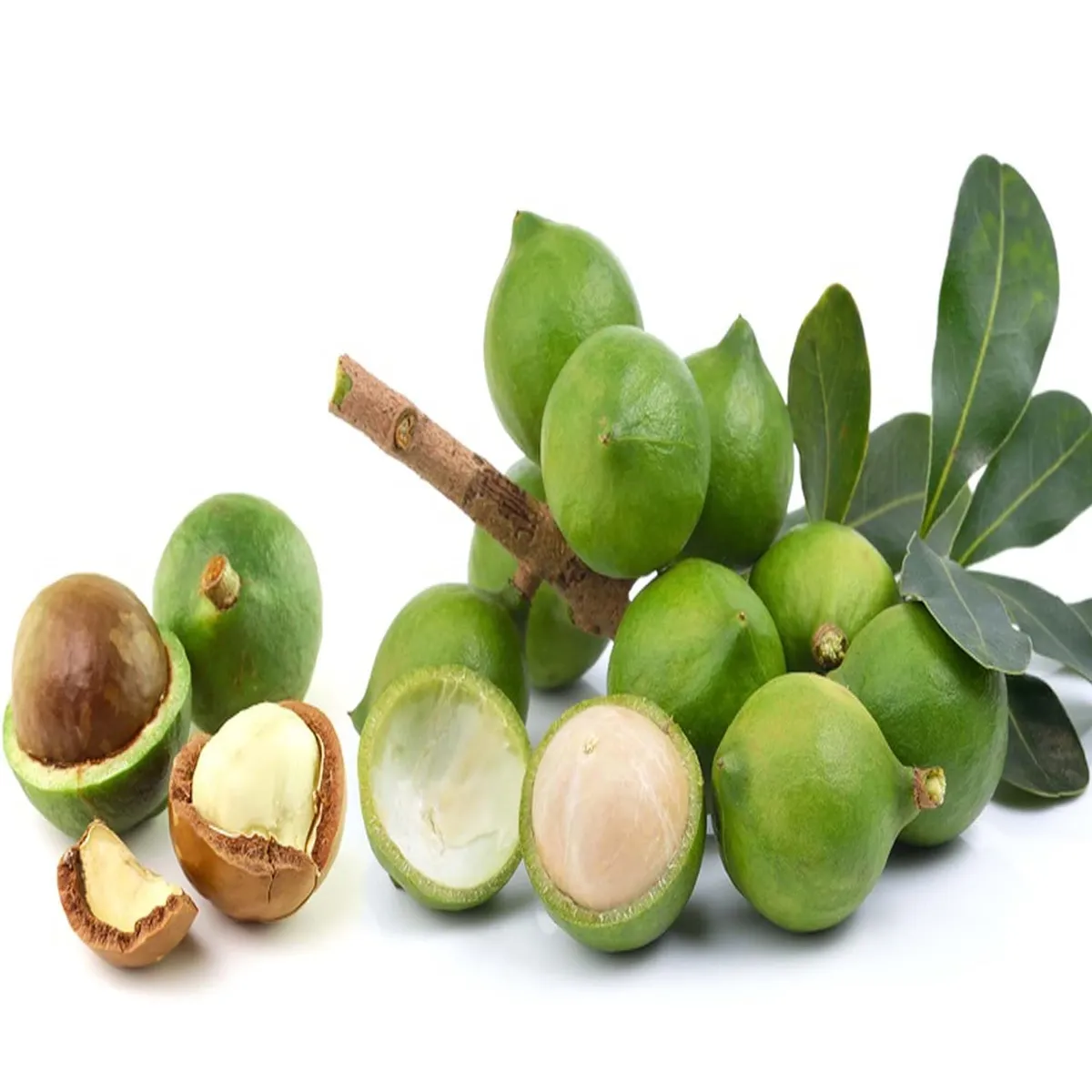 Macadamia Nut Fruit Plant - Image 4