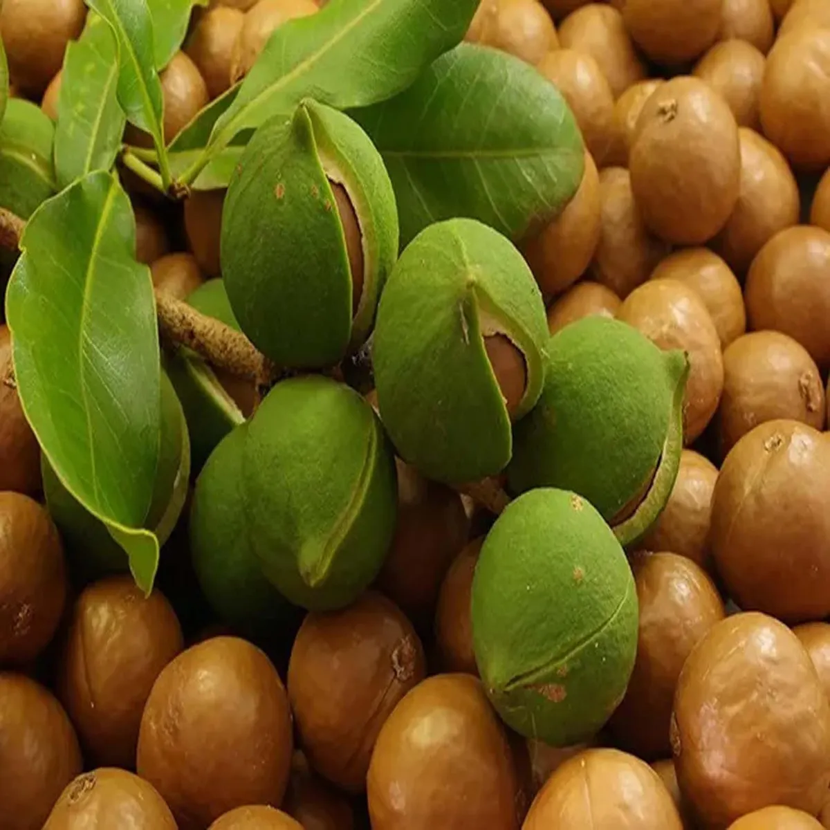 Macadamia Nut Fruit Plant - Image 5