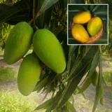 imam pasand mango