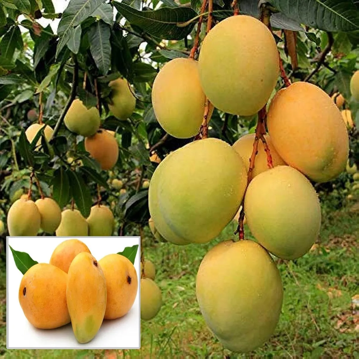Alphonso (Hapus) Mango Plant