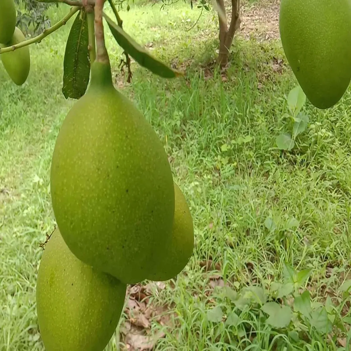 Suvarnarekha Mango Plant - Image 3
