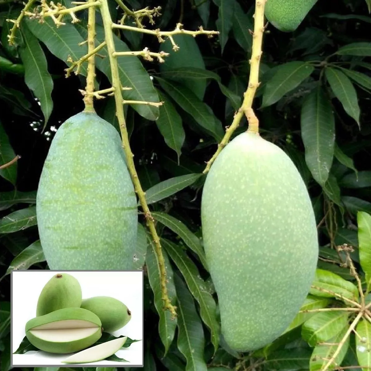 Sweet Kaccha Mitha Mango Plant