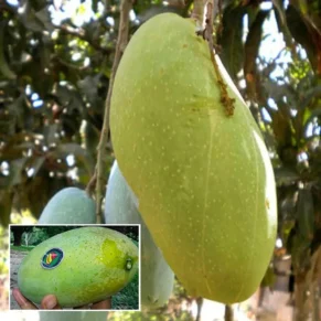 Malda Fazli mango plant sapling in pot for home garden