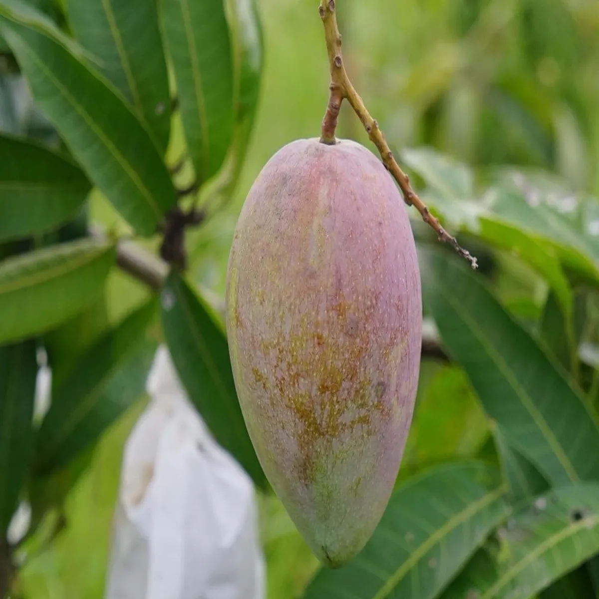 Gulab Khas Mango Plant - Image 3