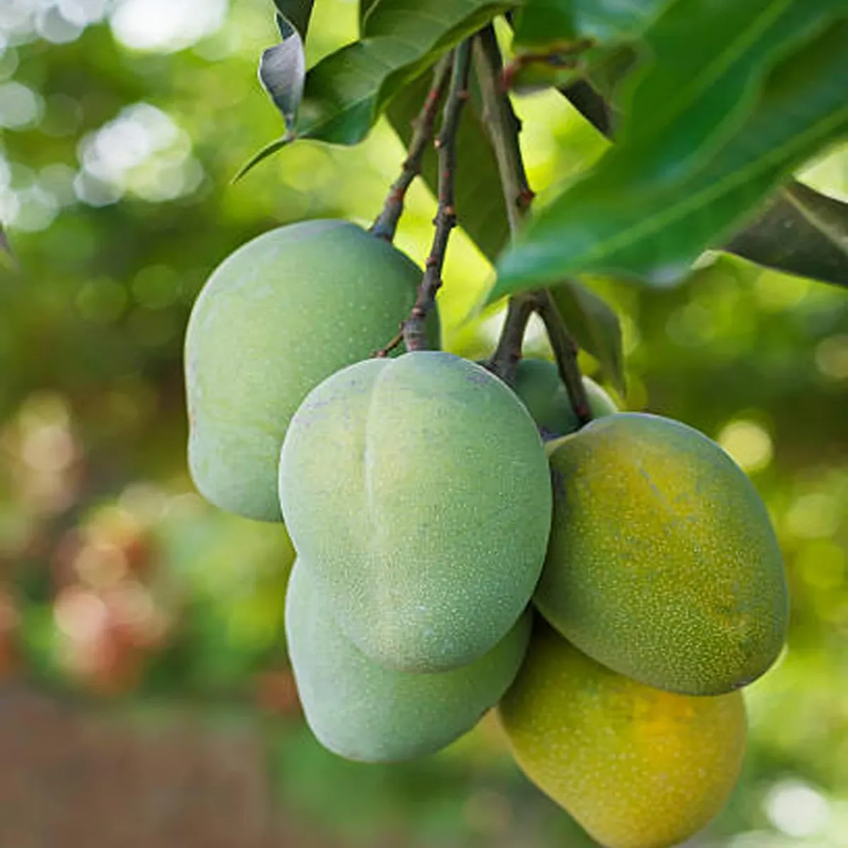 Malgova (Mulgoba) Mango Plant - Image 2