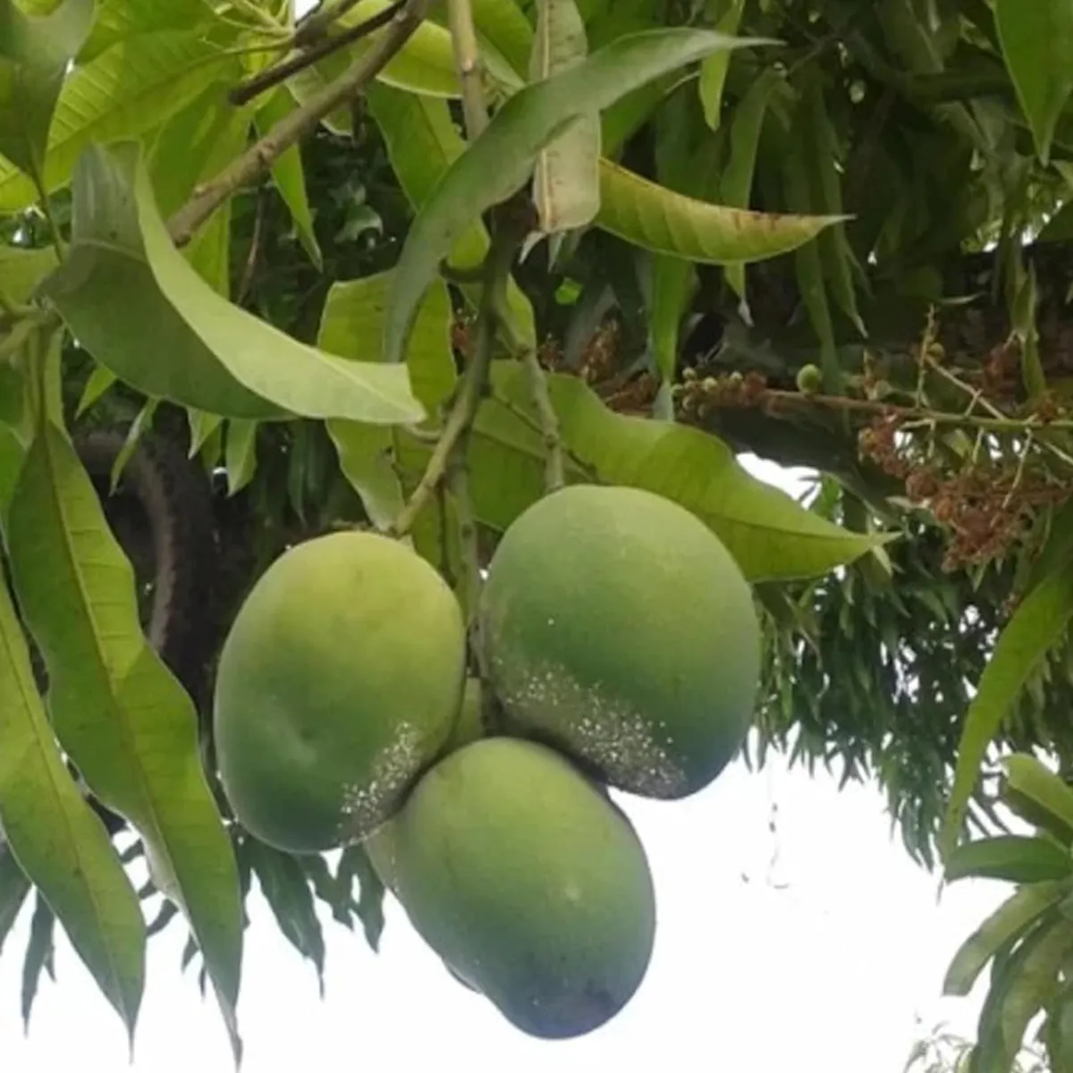 Malgova (Mulgoba) Mango Plant - Image 3