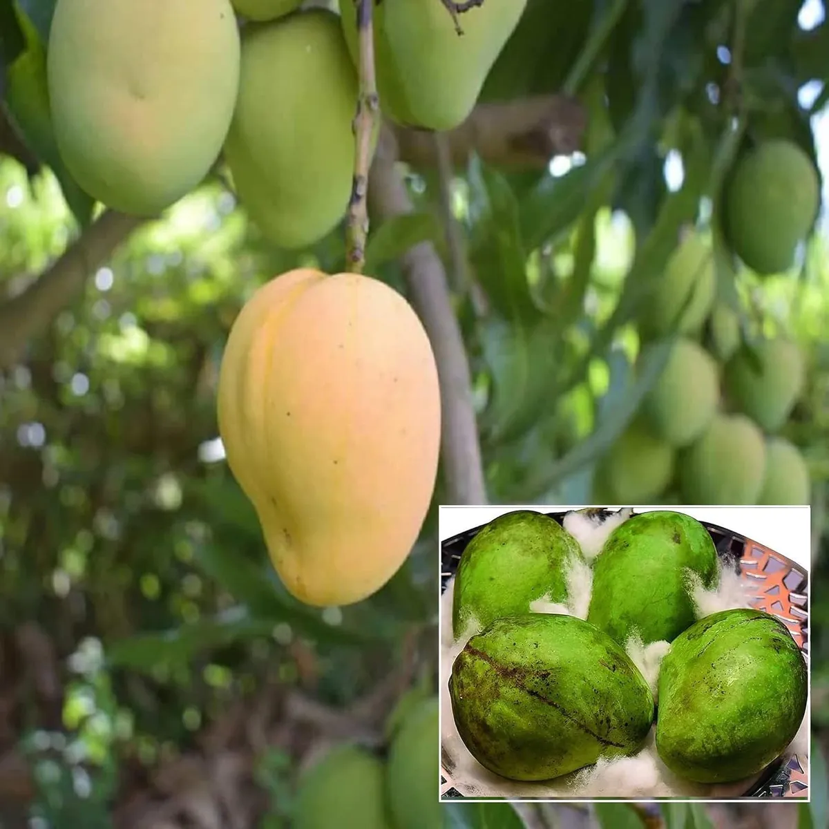 Kohitur Mango Plant