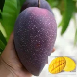 BN-7 Mango Plant