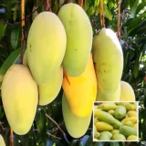 Saranga Mango Plant