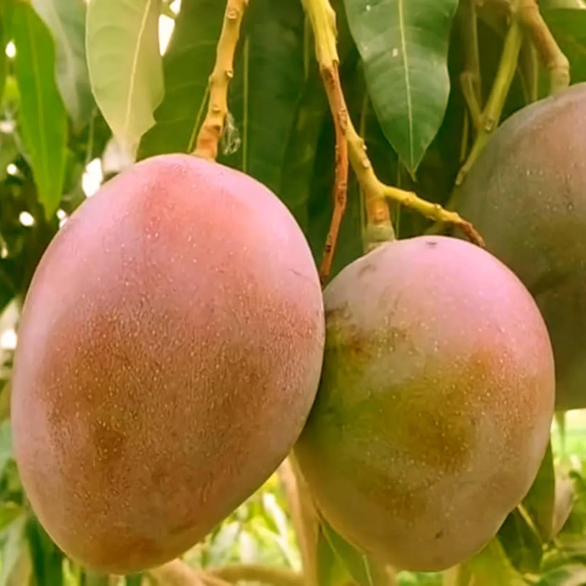 American Red Palmar Mango Aam Grafted Fruit Live Plant - Image 2