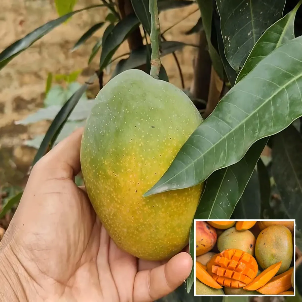 Pusa Surya Mango Plant