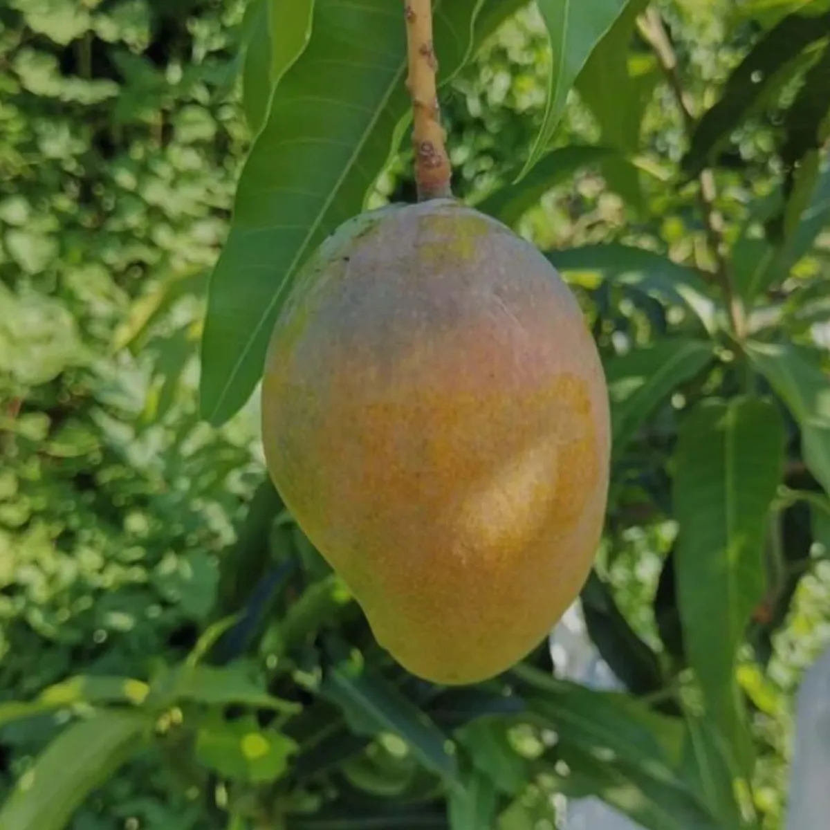 Pusa Surya Mango Plant - Image 2
