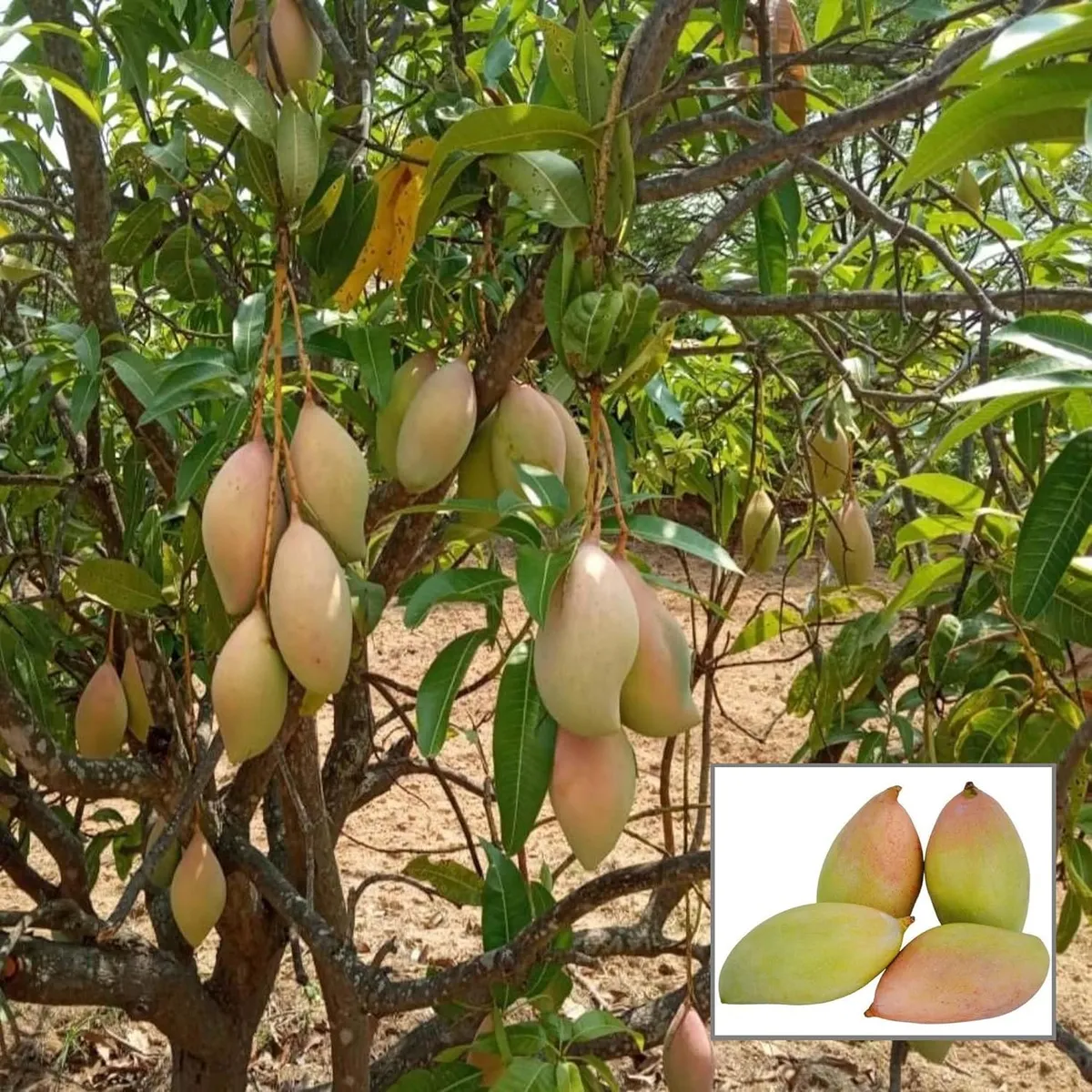 Totapuri Mango Plant