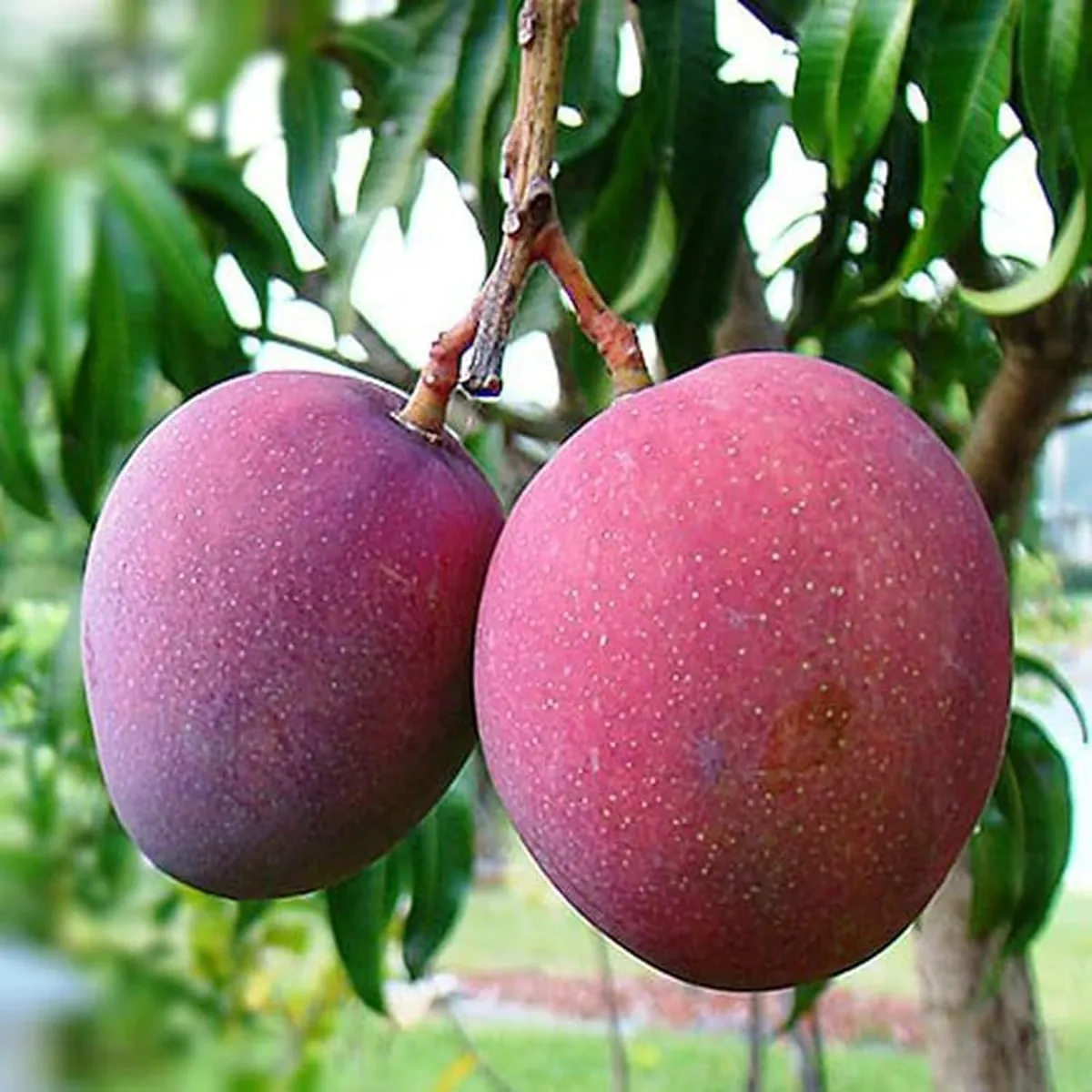 Tommy Atkins Mango Plant - Image 2