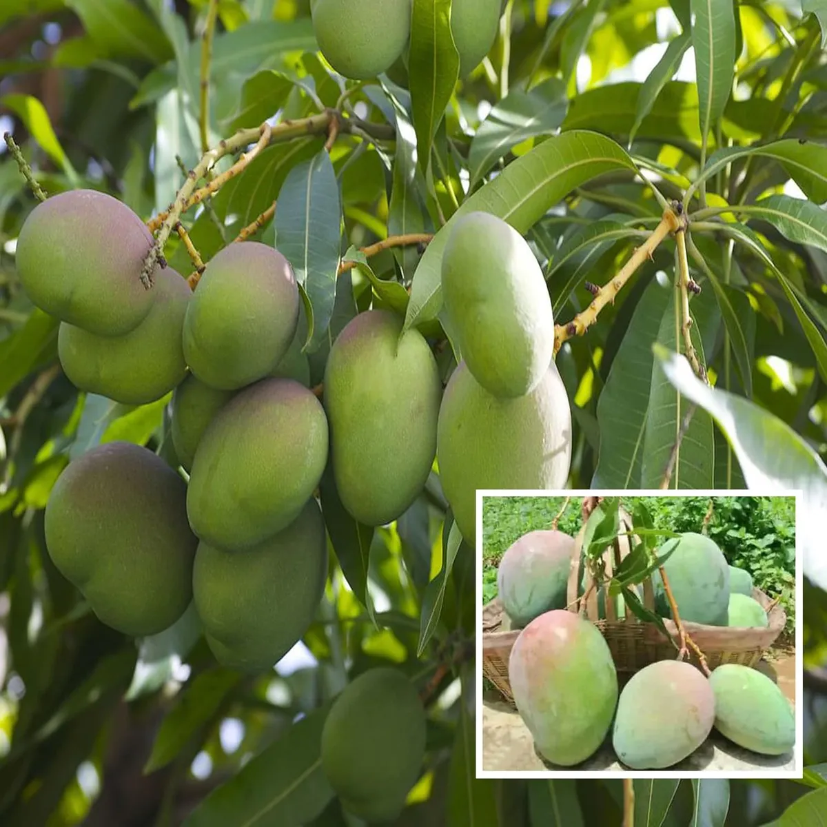 Neelam (Nelam) Mango Plant