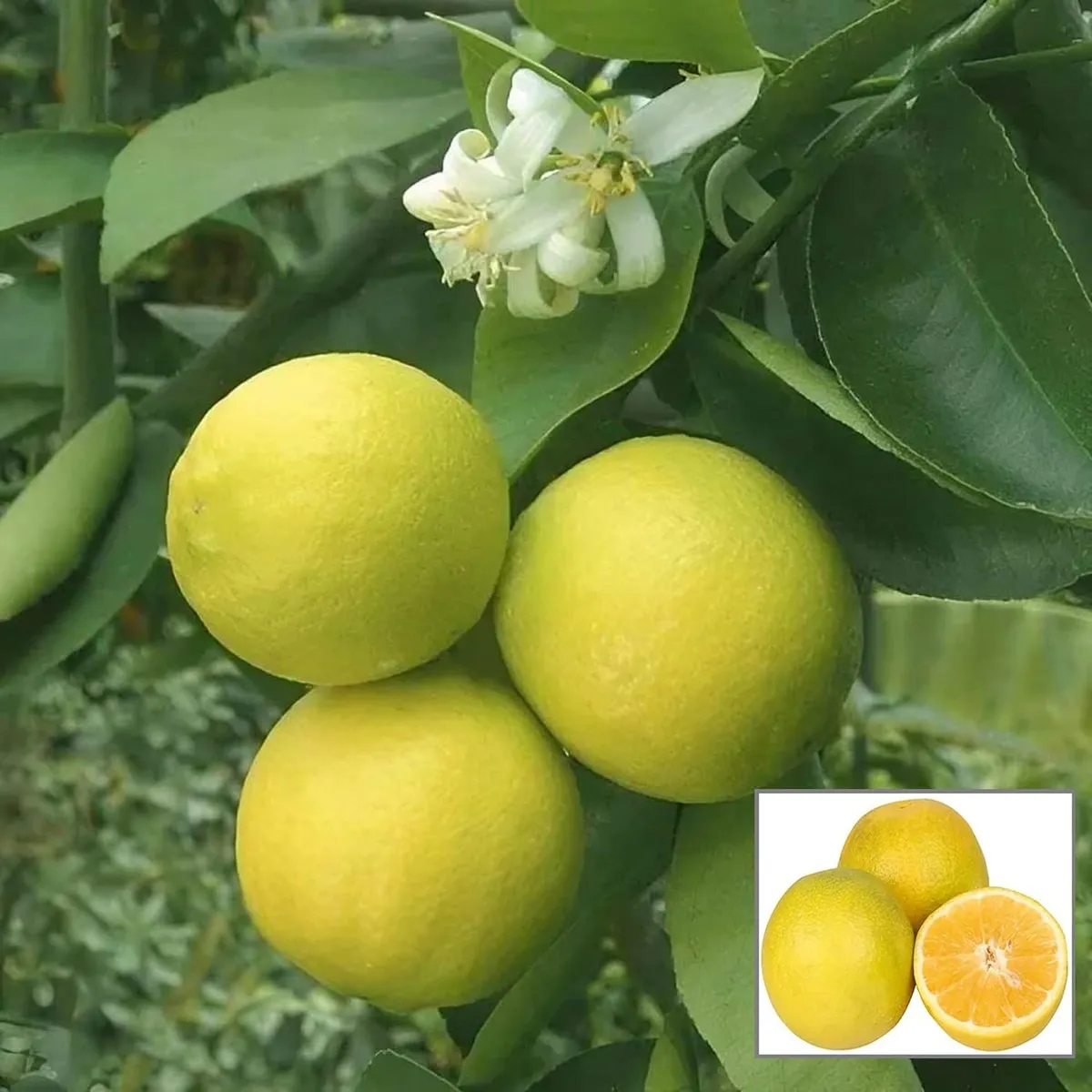 Misoriyo All Time Malta Mosambi Plant – Citrus Fruit Tree