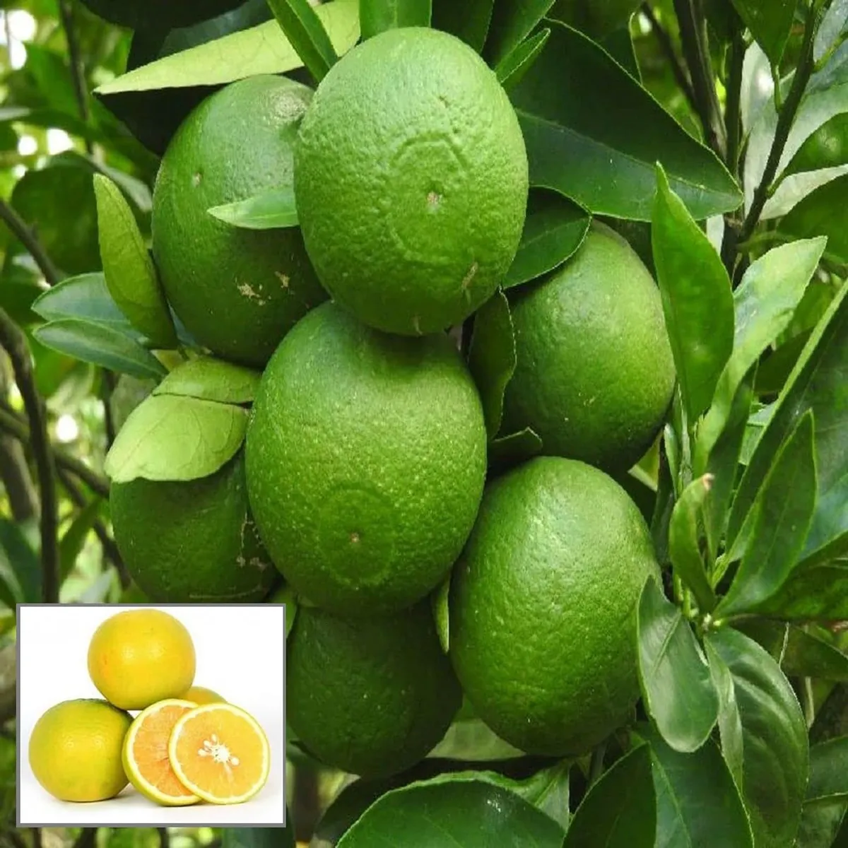 Bangladesh Sweet Bari-1 Malta Lemon – Fruit Plant