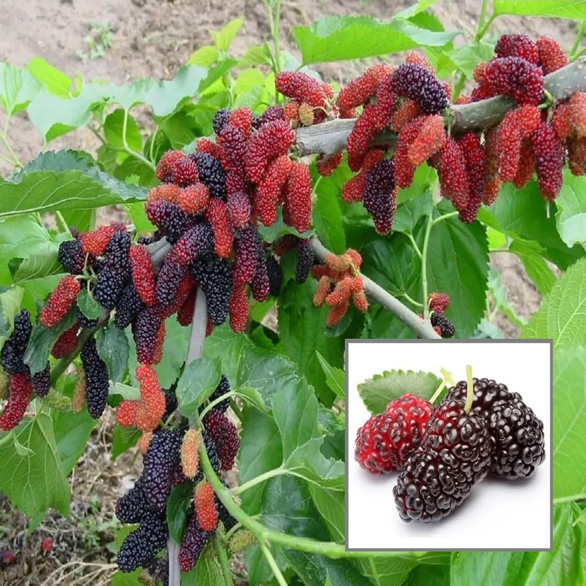 Shahtoot Plant – Mulberry / Tuti