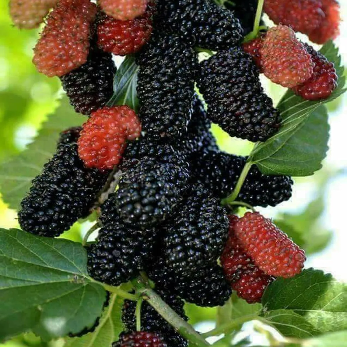 Shahtoot Plant – Mulberry / Tuti - Image 2