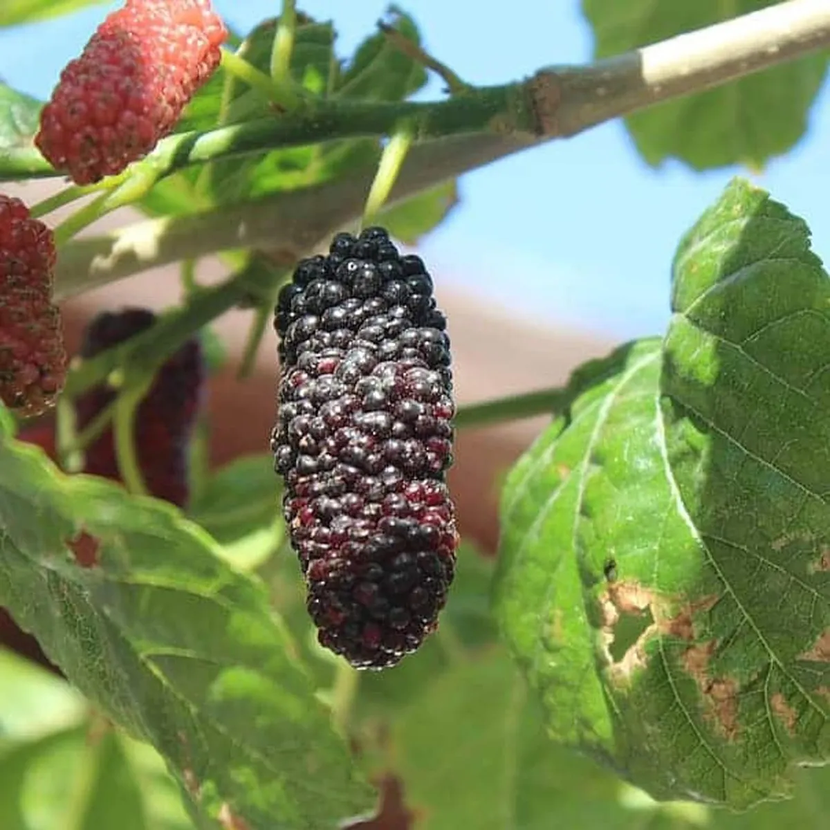 Shahtoot Plant – Mulberry / Tuti - Image 3