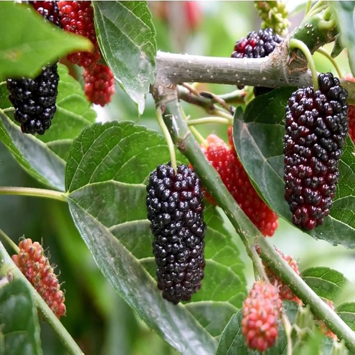 Shahtoot Plant – Mulberry / Tuti - Image 4