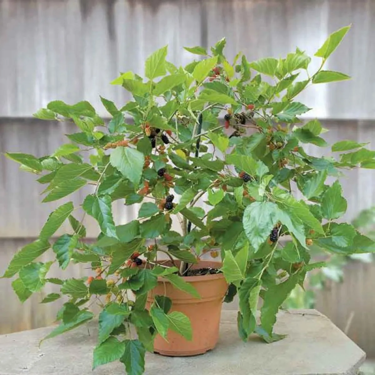 Shahtoot Plant – Mulberry / Tuti - Image 5