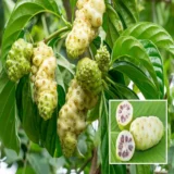 Noni Plant – Cheese Fruit / Morinda Citrifolia