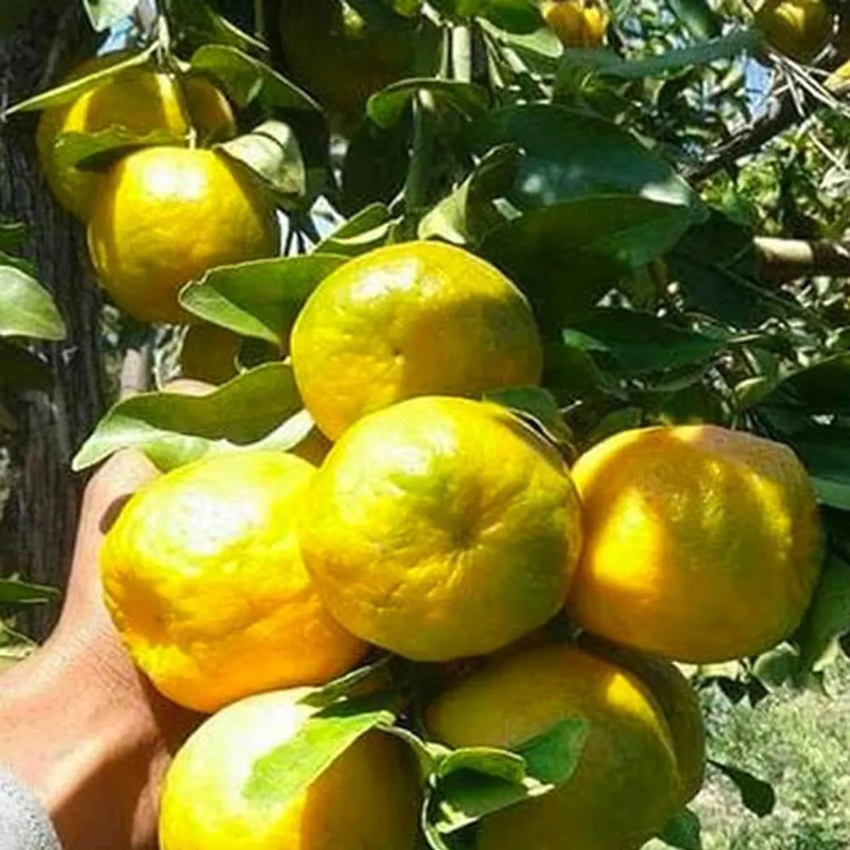 Nagpur Mandarin All Time Orange Santra Grafted Fruit Live Plant - Image 2