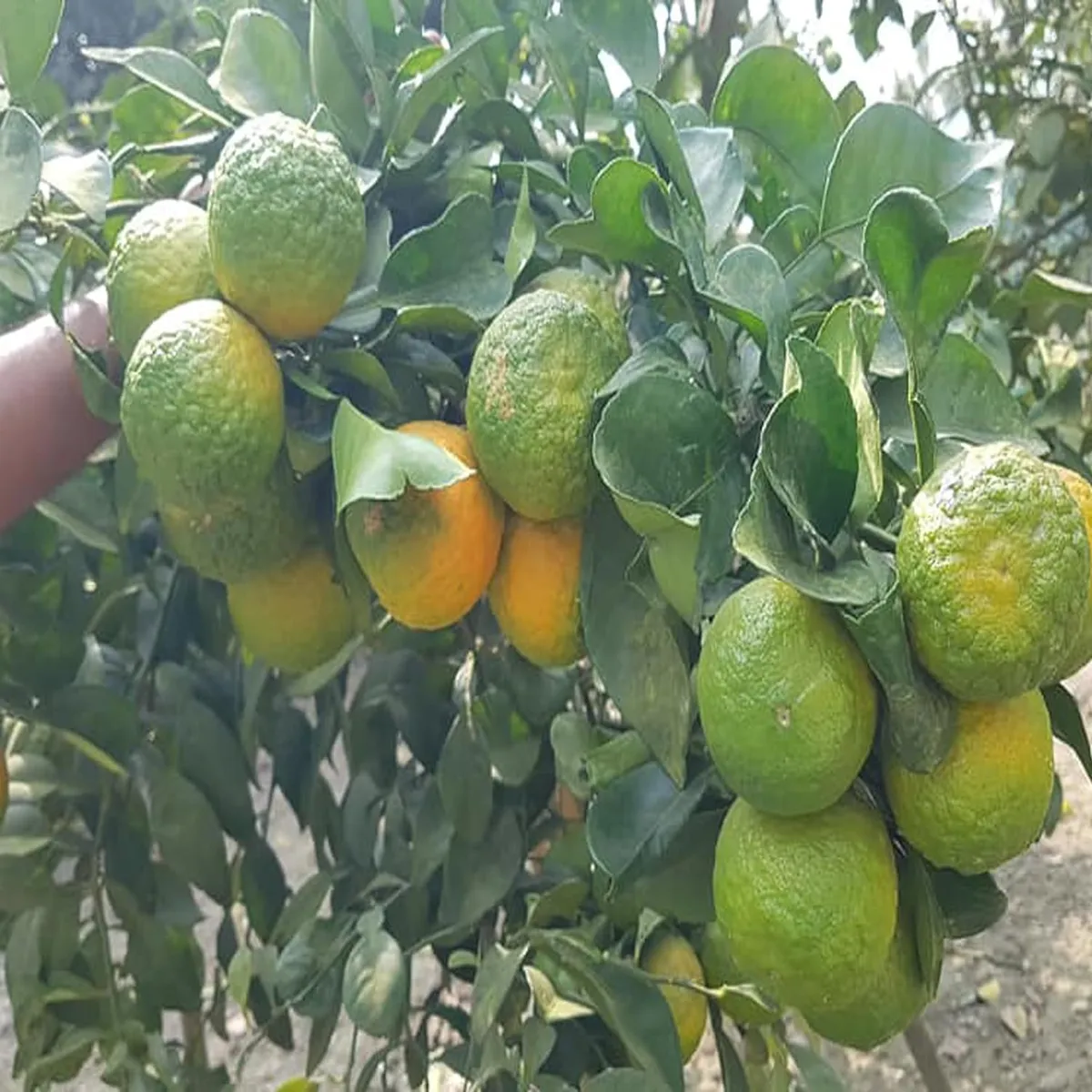 Nagpur Mandarin All Time Orange Santra Grafted Fruit Live Plant - Image 3