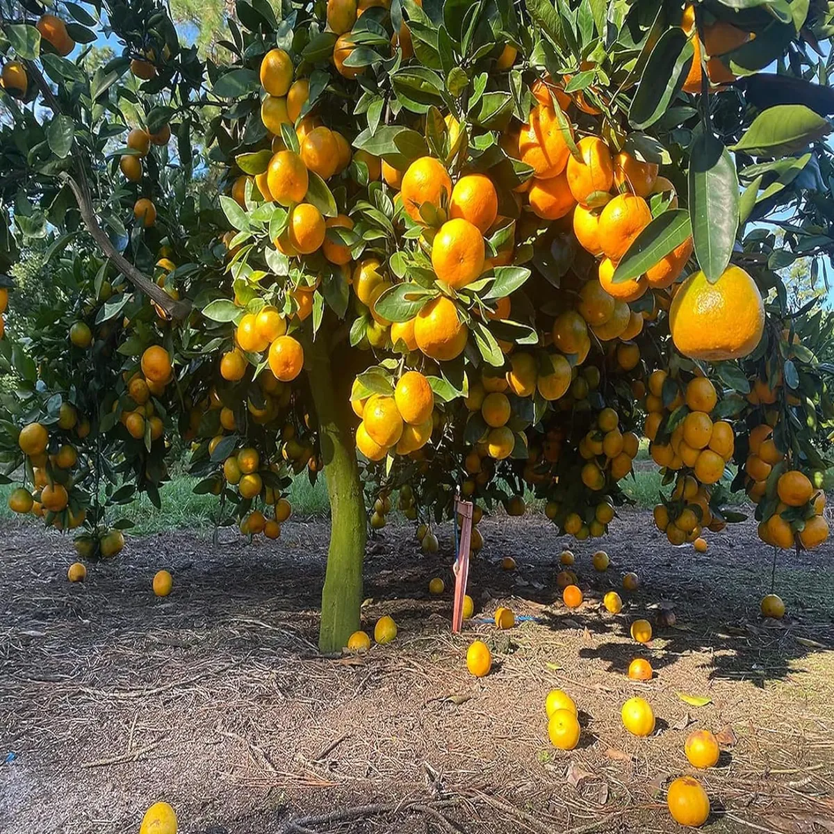 Nagpur Mandarin All Time Orange Santra Grafted Fruit Live Plant - Image 4