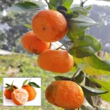 Darjeeling Orange Santra